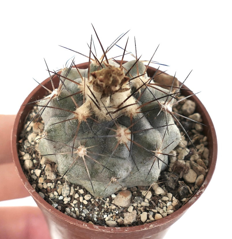 Copiapoa vallenarensis (VALLENAR form) J676