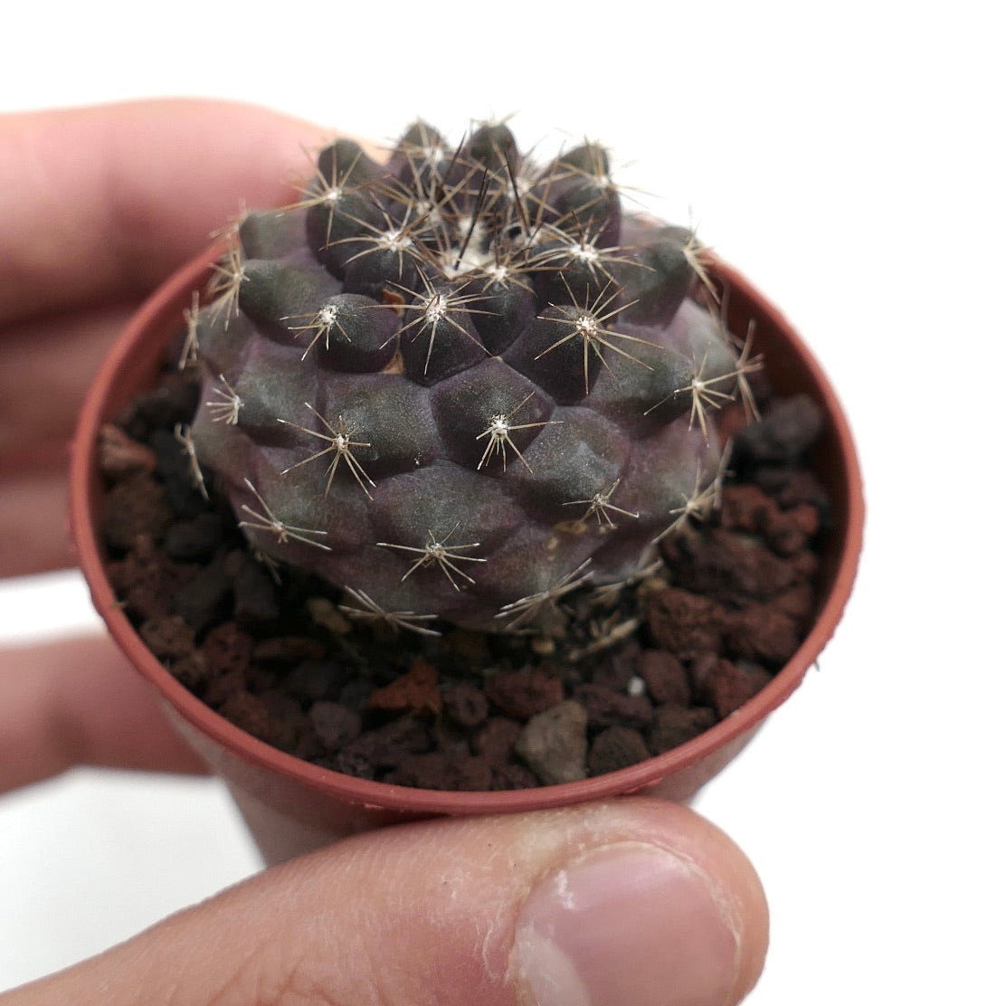 Copiapoa humilis 9B