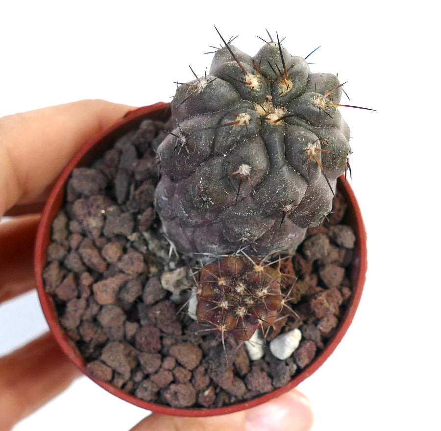 Copiapoa cinerea X serpentisulcata 109SAB