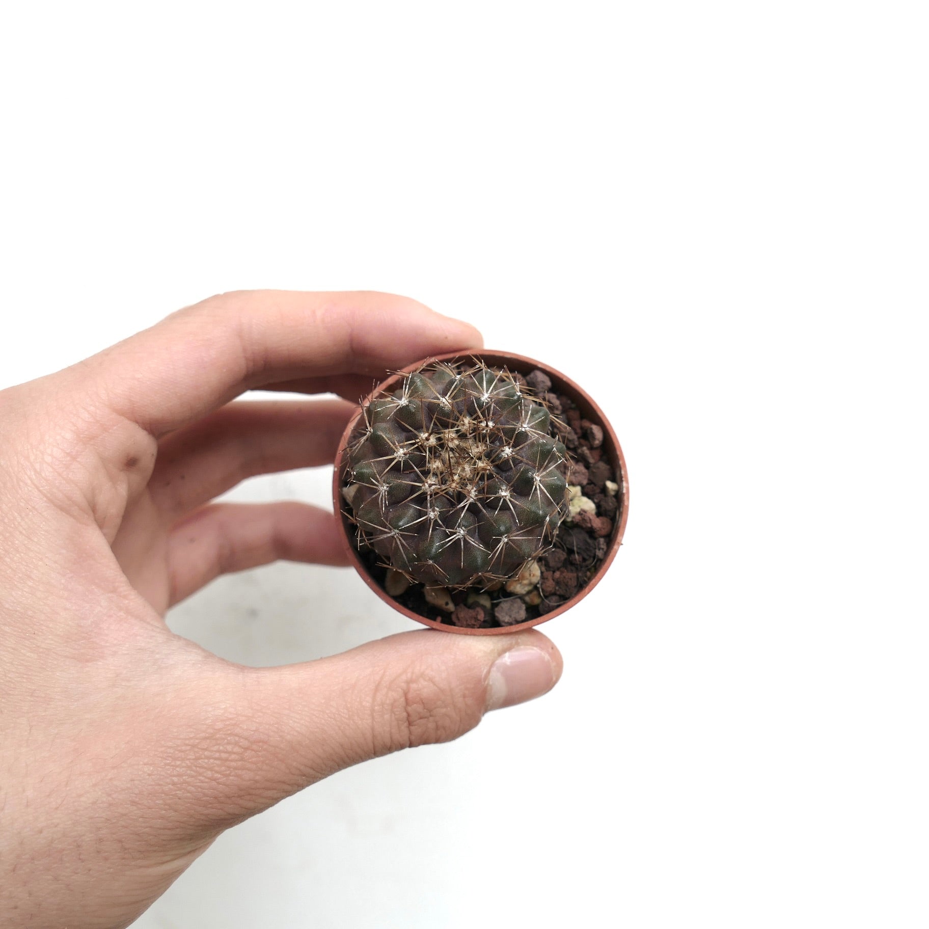 コピアポア・セルペンティスルカタ | Botanical Archive | レア