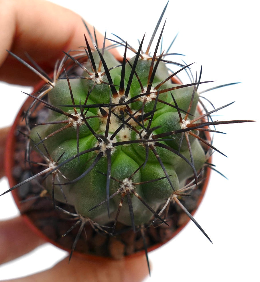 Copiapoa atacamensis X cinerea 431