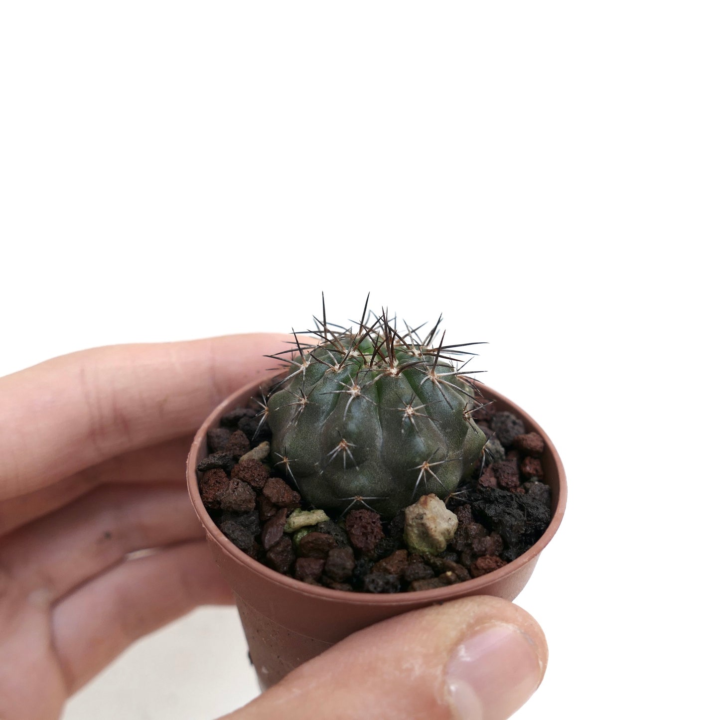 Copiapoa rupestris II7