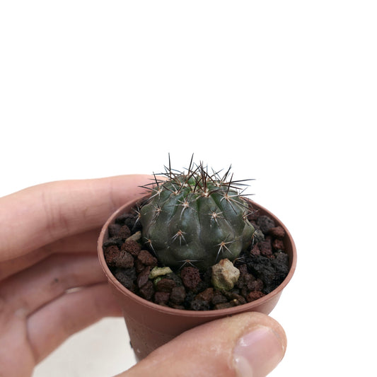 Copiapoa rupestris II7