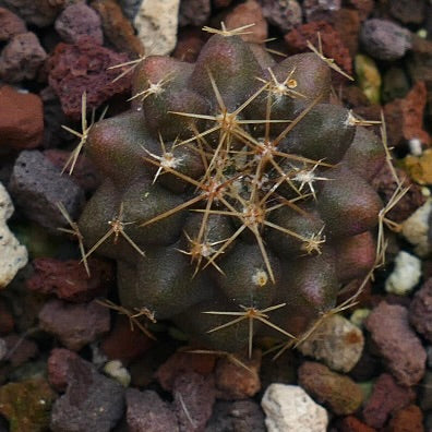 Copiapoa goldii 77Y