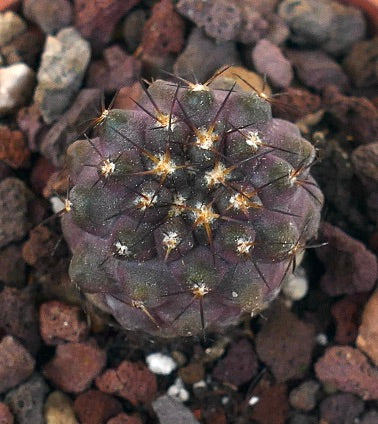 Copiapoa columna-alba X cinerea 44N4