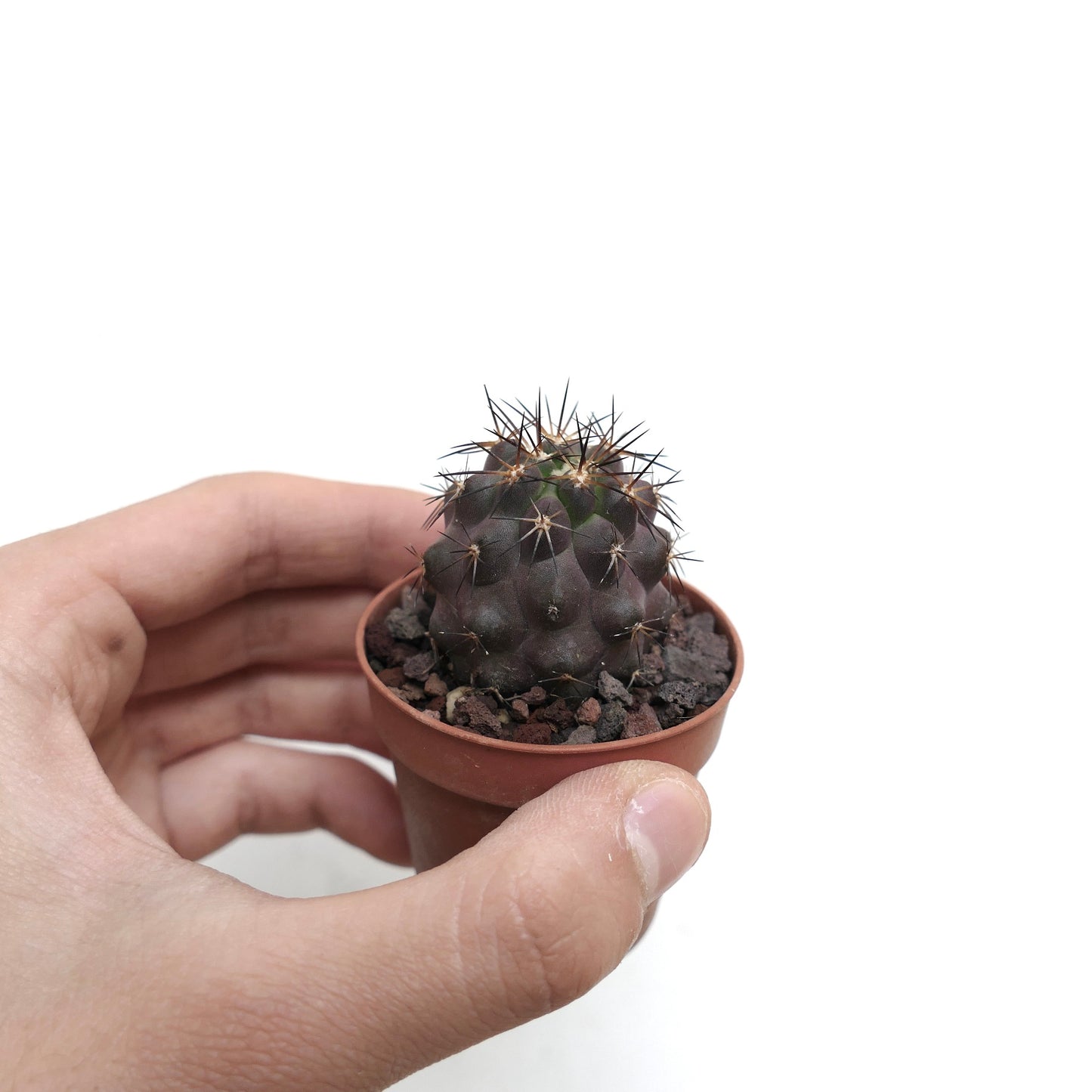 Copiapoa cinerea X serpentisulcata RK9