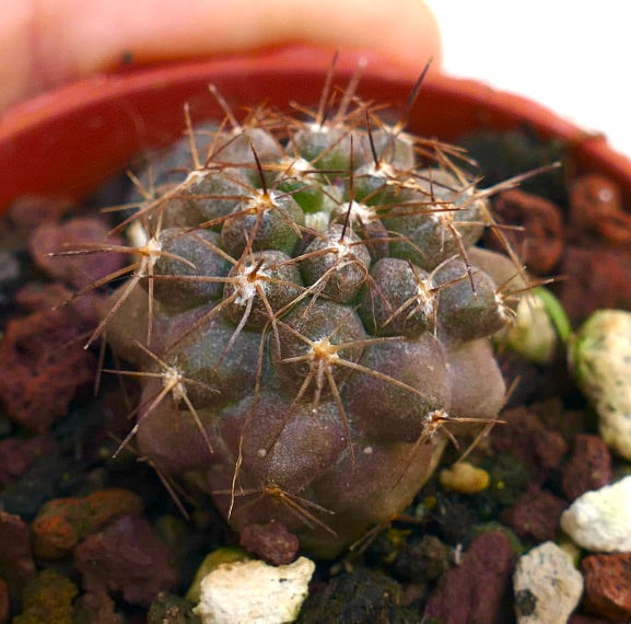 Copiapoa goldii BN8