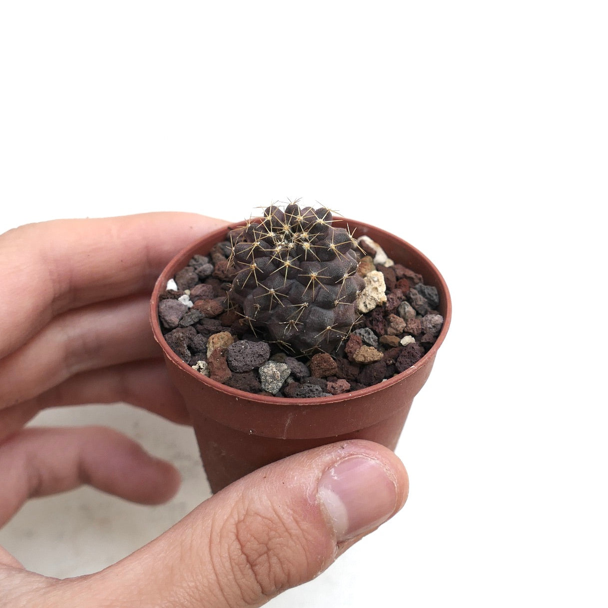 Copiapoa hybrid INP8