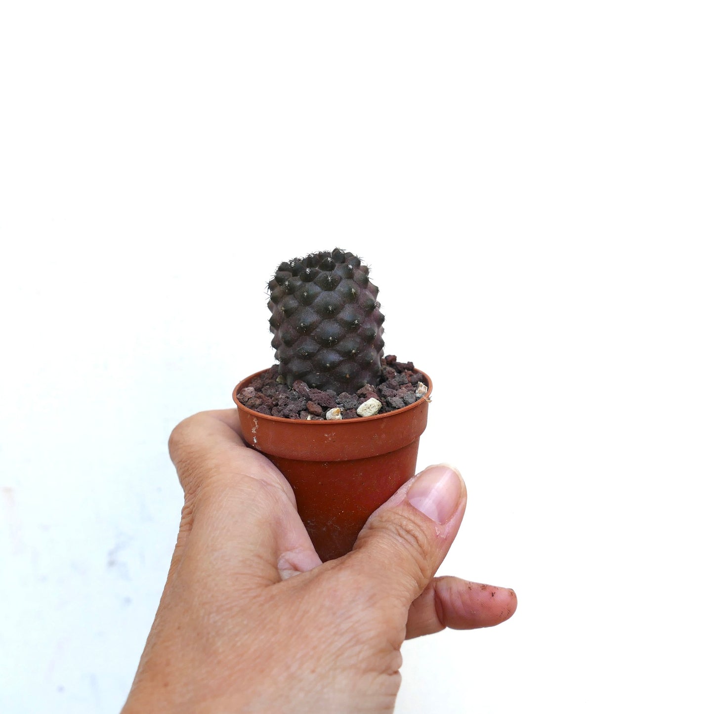 Copiapoa tenuissima C2