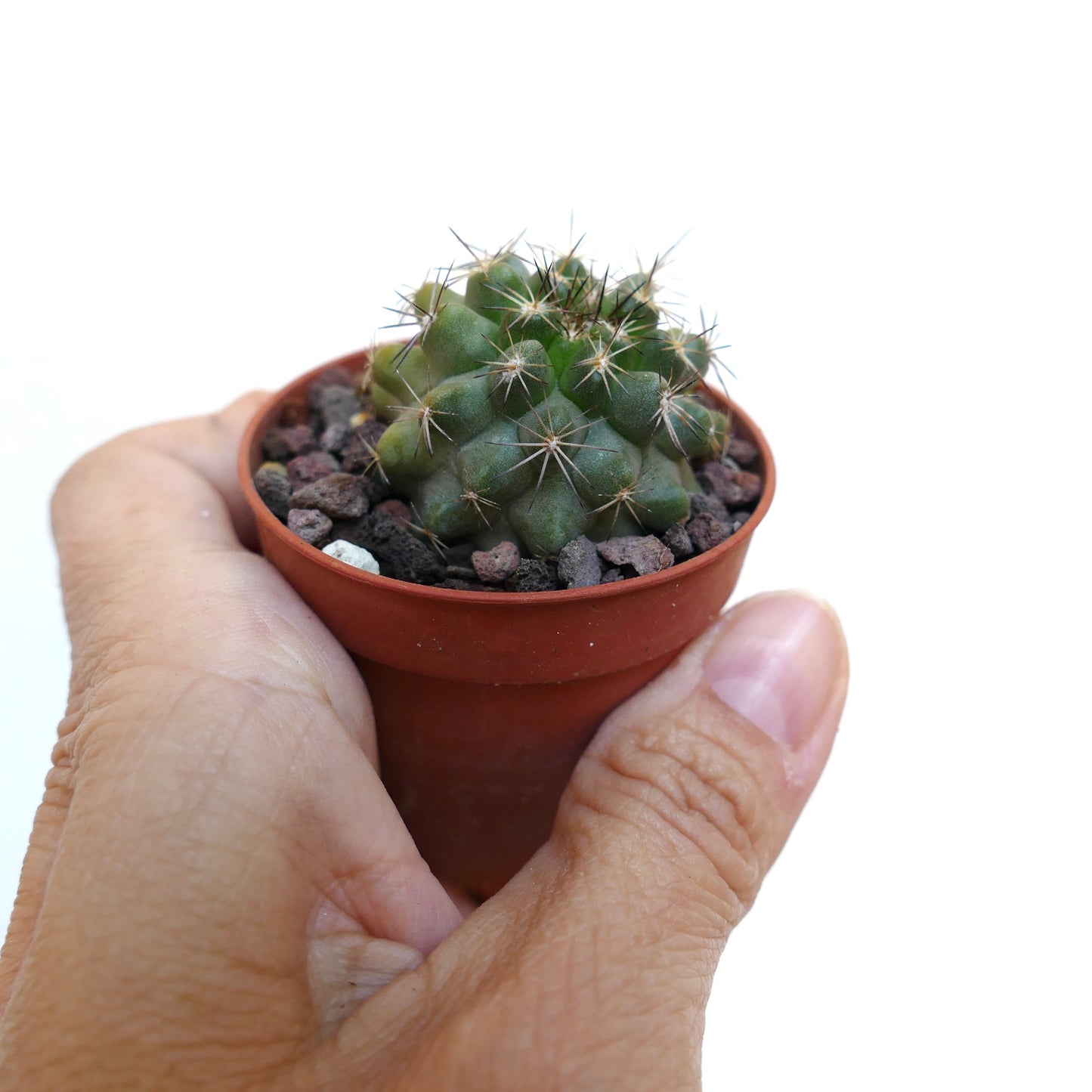 Copiapoa serpentisulcata G3