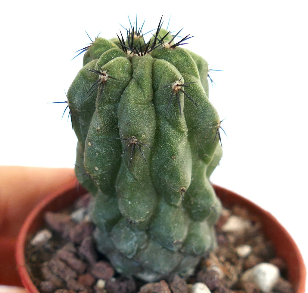 Copiapoa hypogaea X cinerea USA8