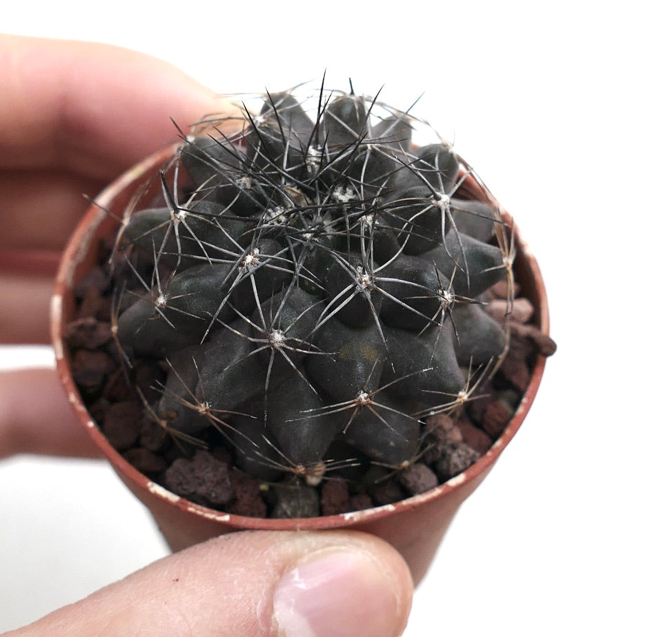 Copiapoa humilis DARK GREY x atacamensis CCLL