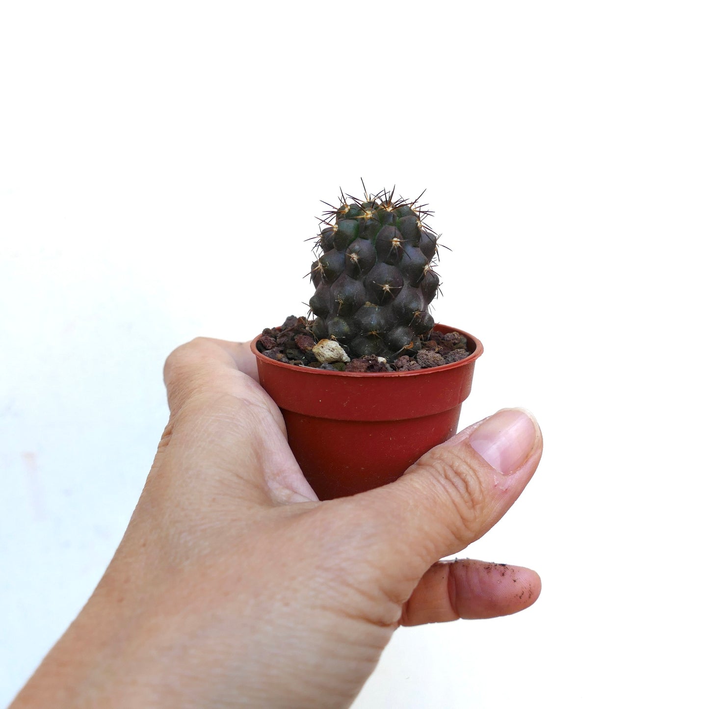 Copiapoa griseoviolacea X cinerea B5