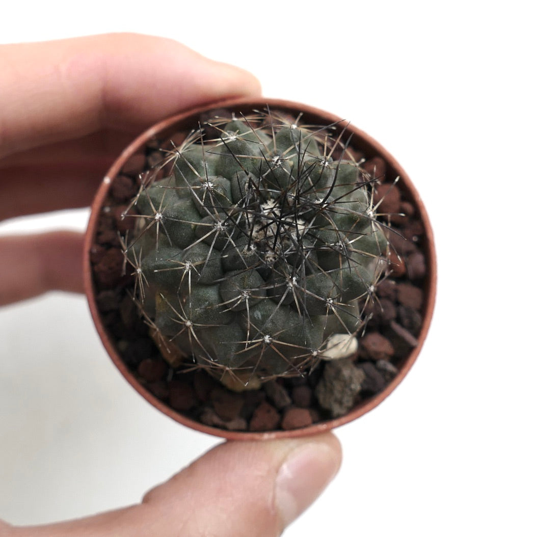 Copiapoa atacamensis X humilis 27CPP