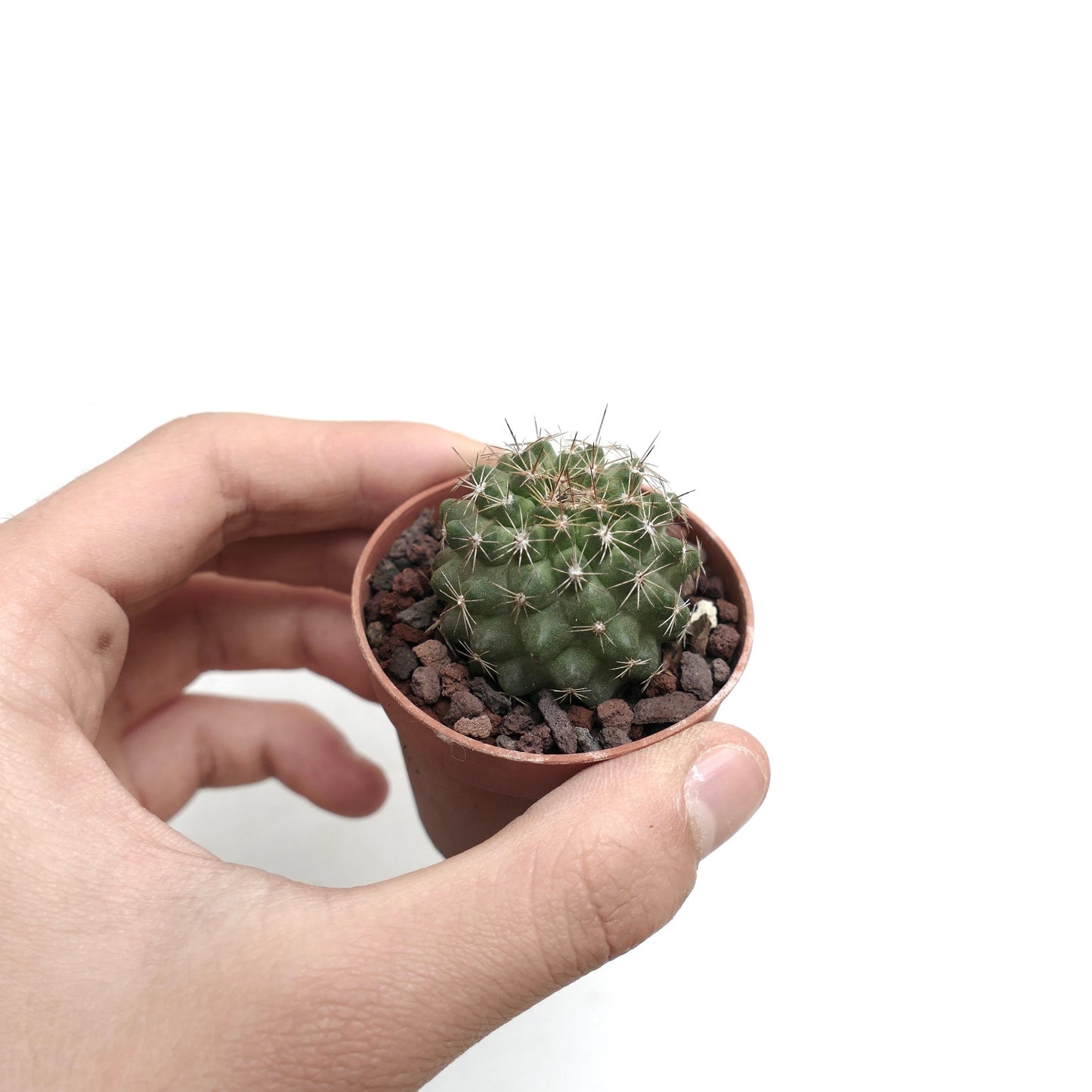 Copiapoa serpentisulcata CRT9