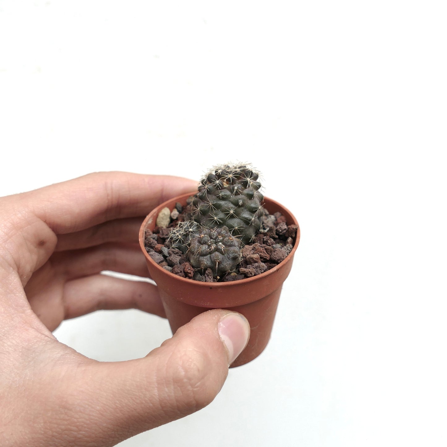 Copiapoa hybrids (pot with 3 seedlings) 20