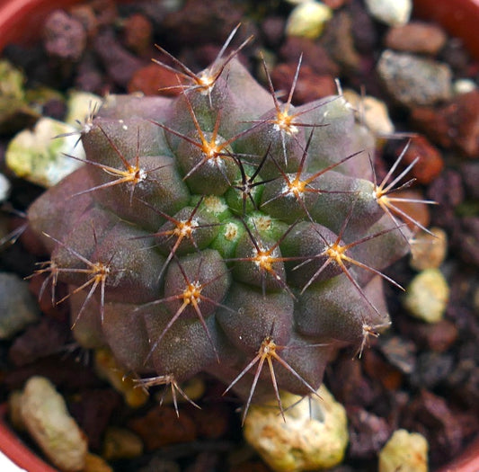 Copiapoa goldii RTA66