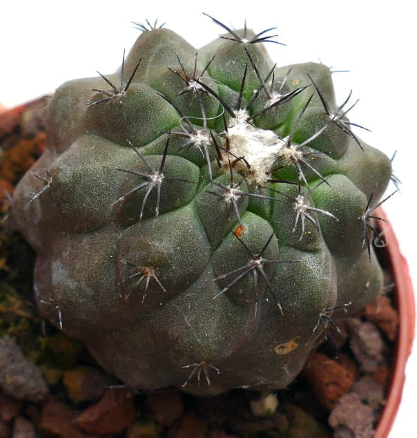 Copiapoa columna-alba X hypogaea KL6