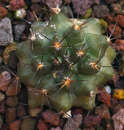 Copiapoa goldii X atacamensis CX21