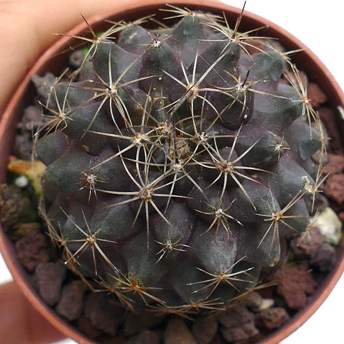 Copiapoa humilis VID69