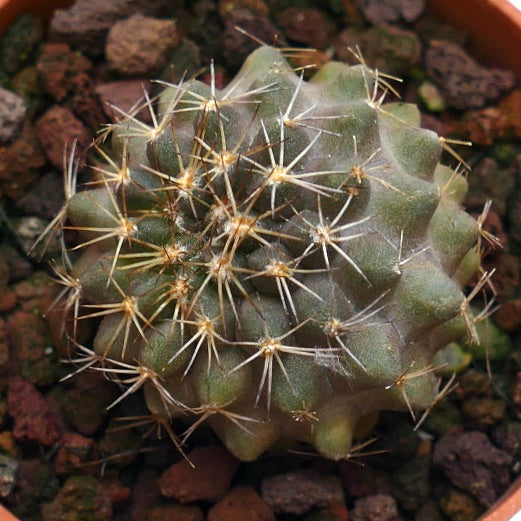 Copiapoa serpentisulcata CC6