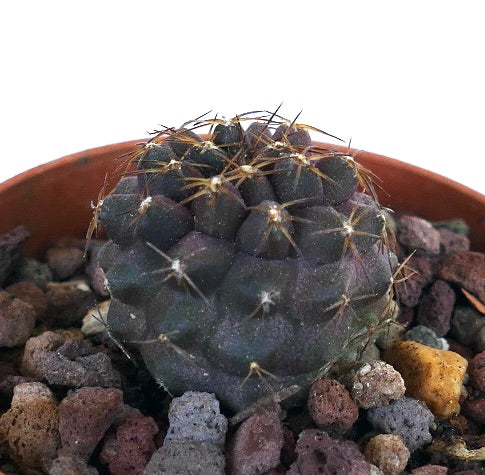 Copiapoa goldii 1199