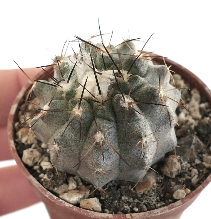 Copiapoa vallenarensis (Huasco form) OT2KK