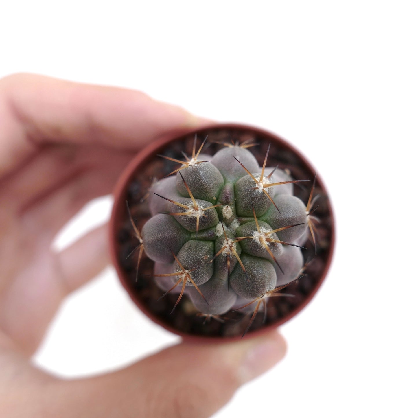 Copiapoa cinerea TALTAL x goldii JP7