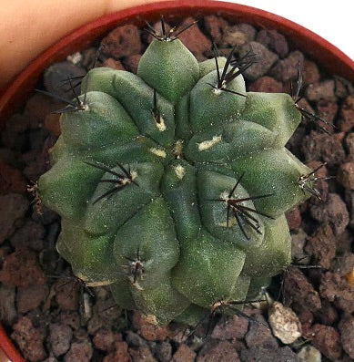 Copiapoa cinerea X hypogaea C387