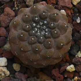 Copiapoa hypogaea F76