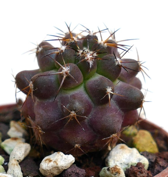 Copiapoa goldii X griseoviolacea MA130