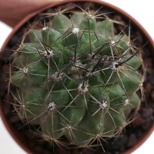 Copiapoa fiedleriana 16