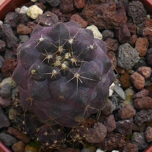 Copiapoa humilis X griseoviolacea CC15