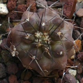 Copiapoa carrizalensis OO101