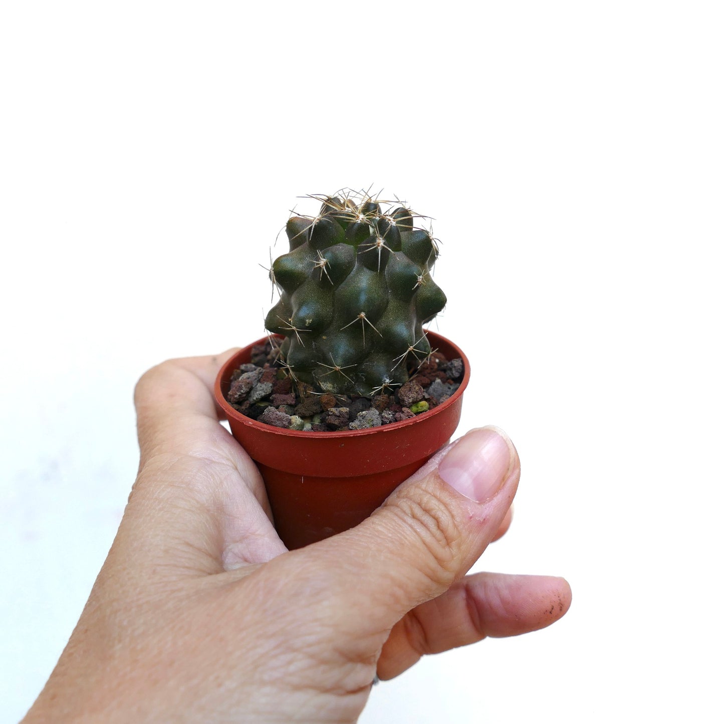 Copiapoa humilis X serpentisulcata 18