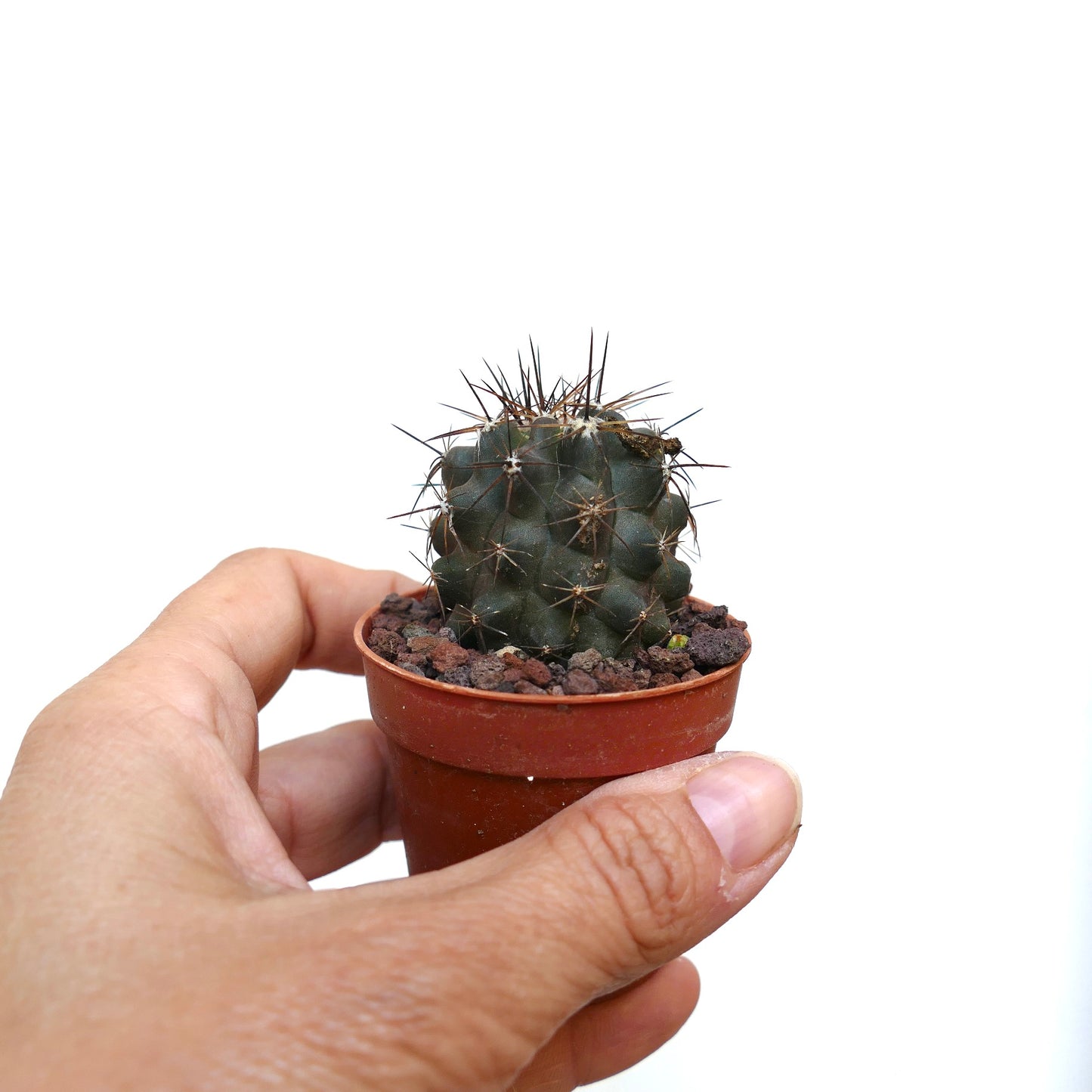 Copiapoa atacamensis X cinerea MM2