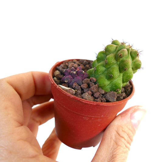 Copiapoa cinerea X hypogaea (green & purple) HW