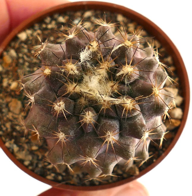 Copiapoa goldii X humilis 873