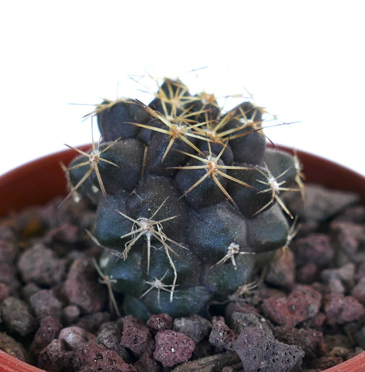 Copiapoa goldii 1AP36