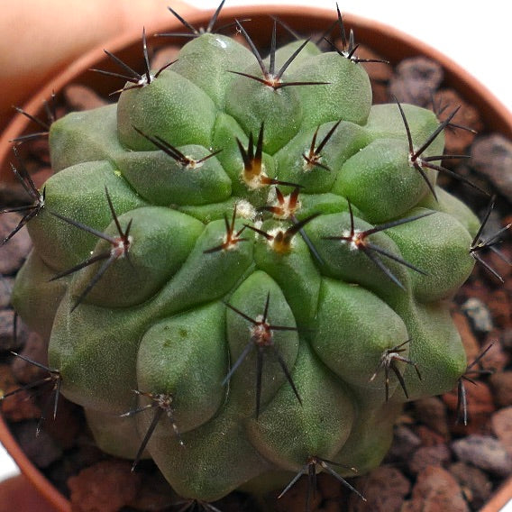 Copiapoa cinerea FORM NUDA X hypogaea SPU99