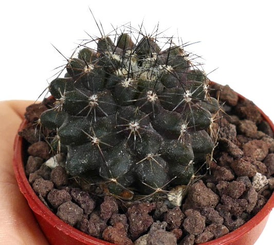 Copiapoa atacamensis MP61