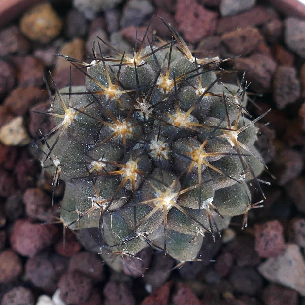 Copiapoa columna-alba X serpentisulcata N71