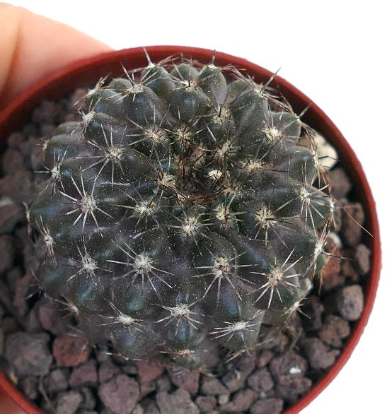 Copiapoa desertorum X oliviana 40C