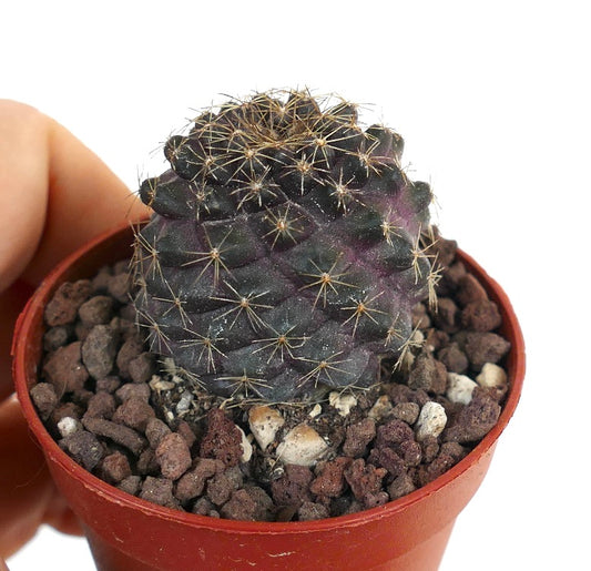 Copiapoa humilis X serpentisulcata XX14