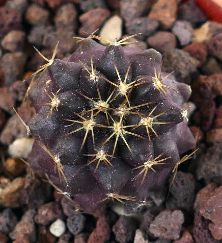 Copiapoa goldii OCS