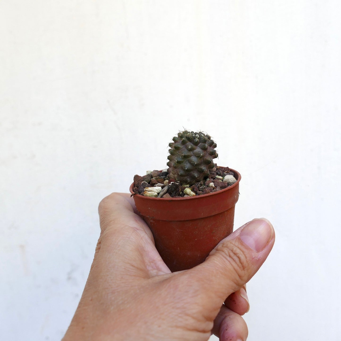 Copiapoa humilis IW6