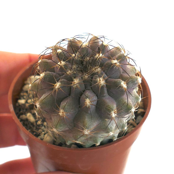 Copiapoa serpentisulcata X tenuissima 7417