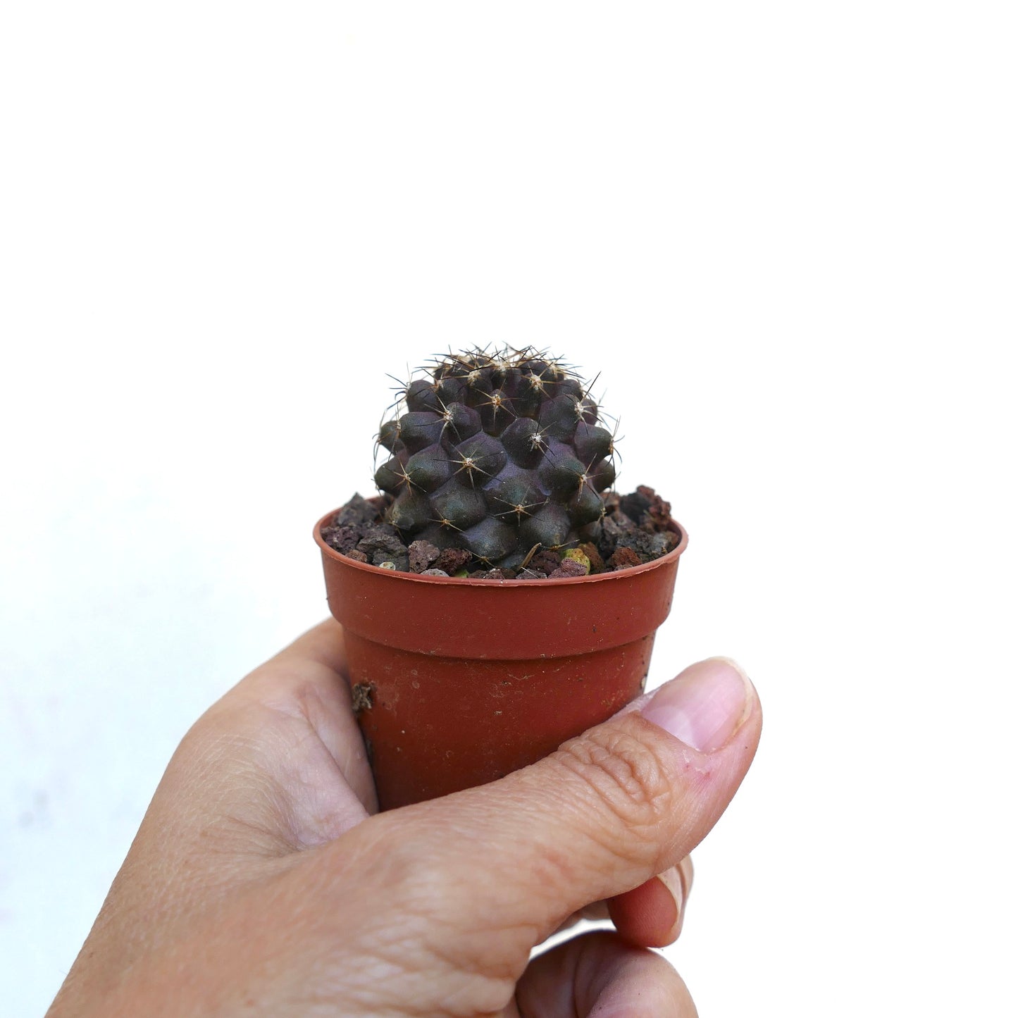 Copiapoa desertorum X grieseoviolacea OOK2