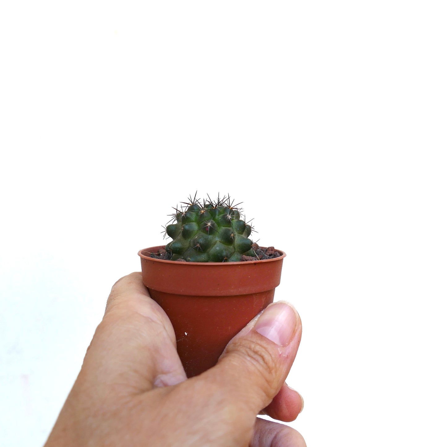 Copiapoa atacamensis X columna-alba BG5