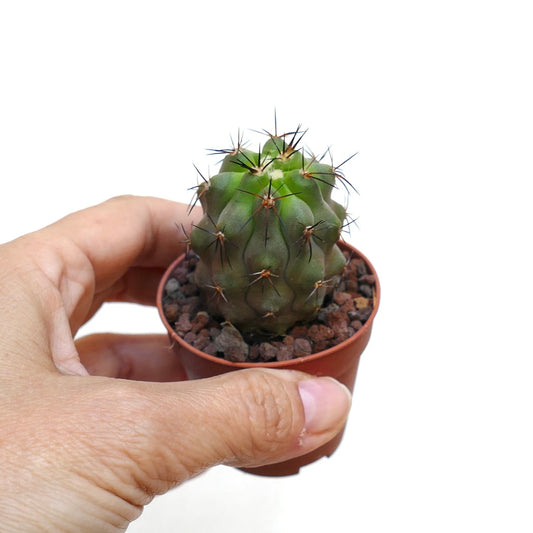 Copiapoa cinerea X breedgesii F3B